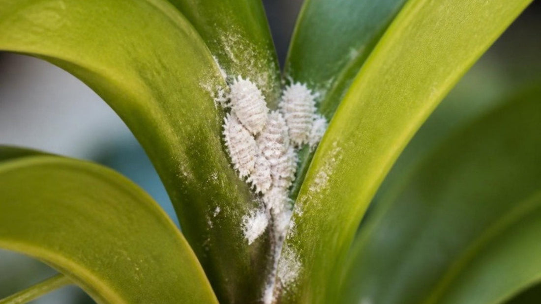 White cottony mealybugs clustered where a houseplant leaf meets the stem