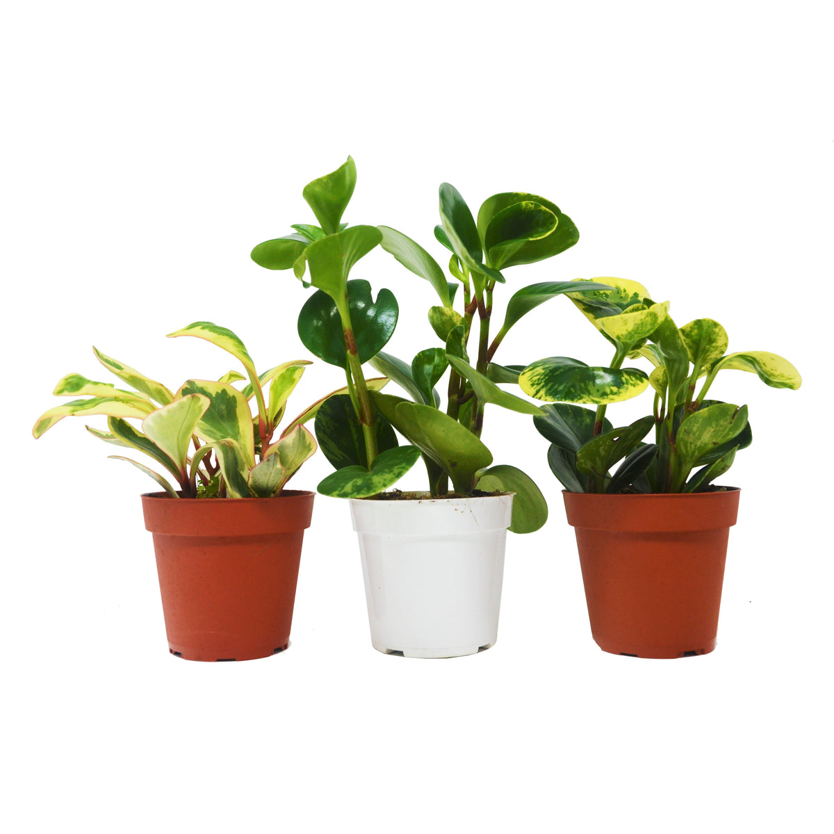 3 Peperomia plants variety pack