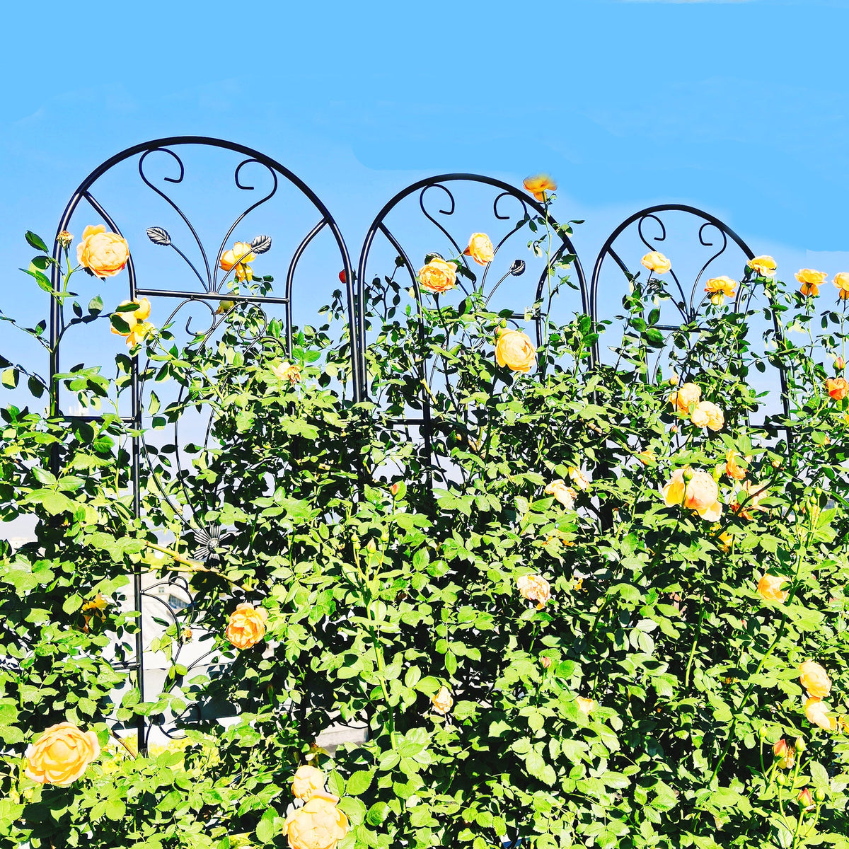 2 Pack Peacock Metal Garden Trellis