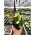 Hoya Lisa variegated australis