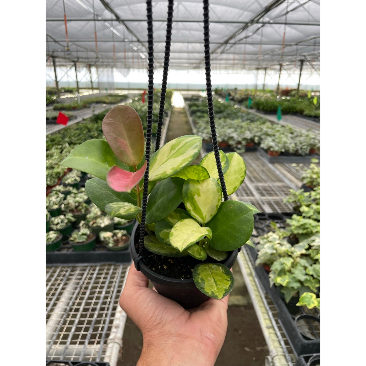 Hoya Lisa variegated australis
