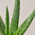 Aloe Vera, view 2