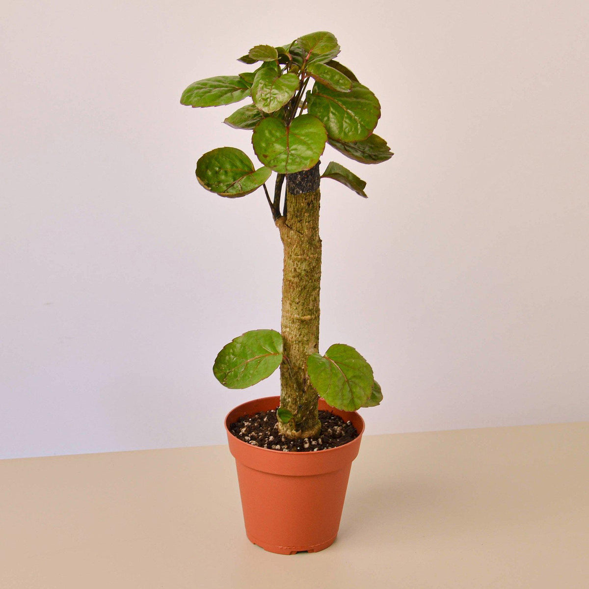 Aralia Fabian Stump 'Polyscias Scutellaria', view 2