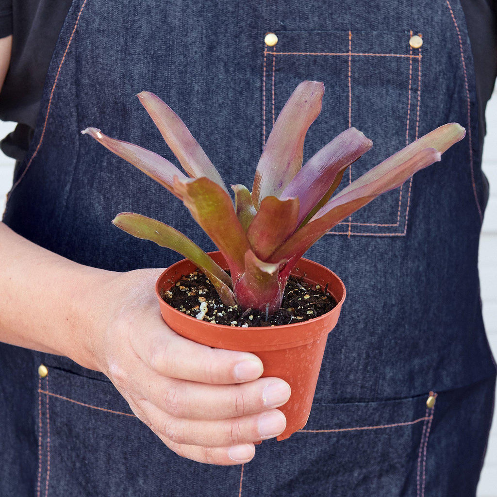 Bromeliad 'Fireball', view 2