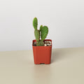 Cactus Variety - 2" Pot, view 2