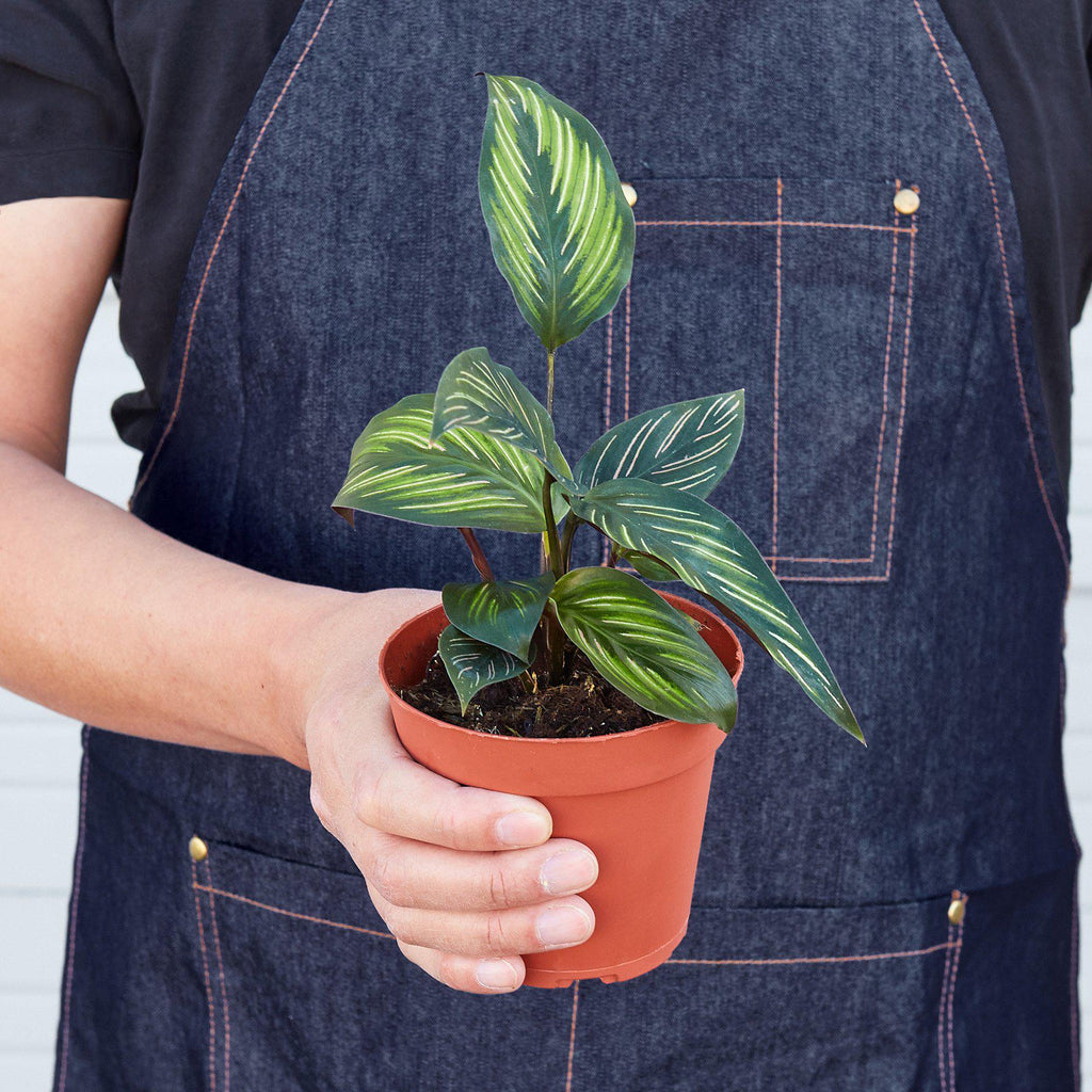 Calathea Beauty Star, view 2