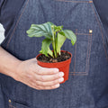 Calathea 'Orbifolia', view 2