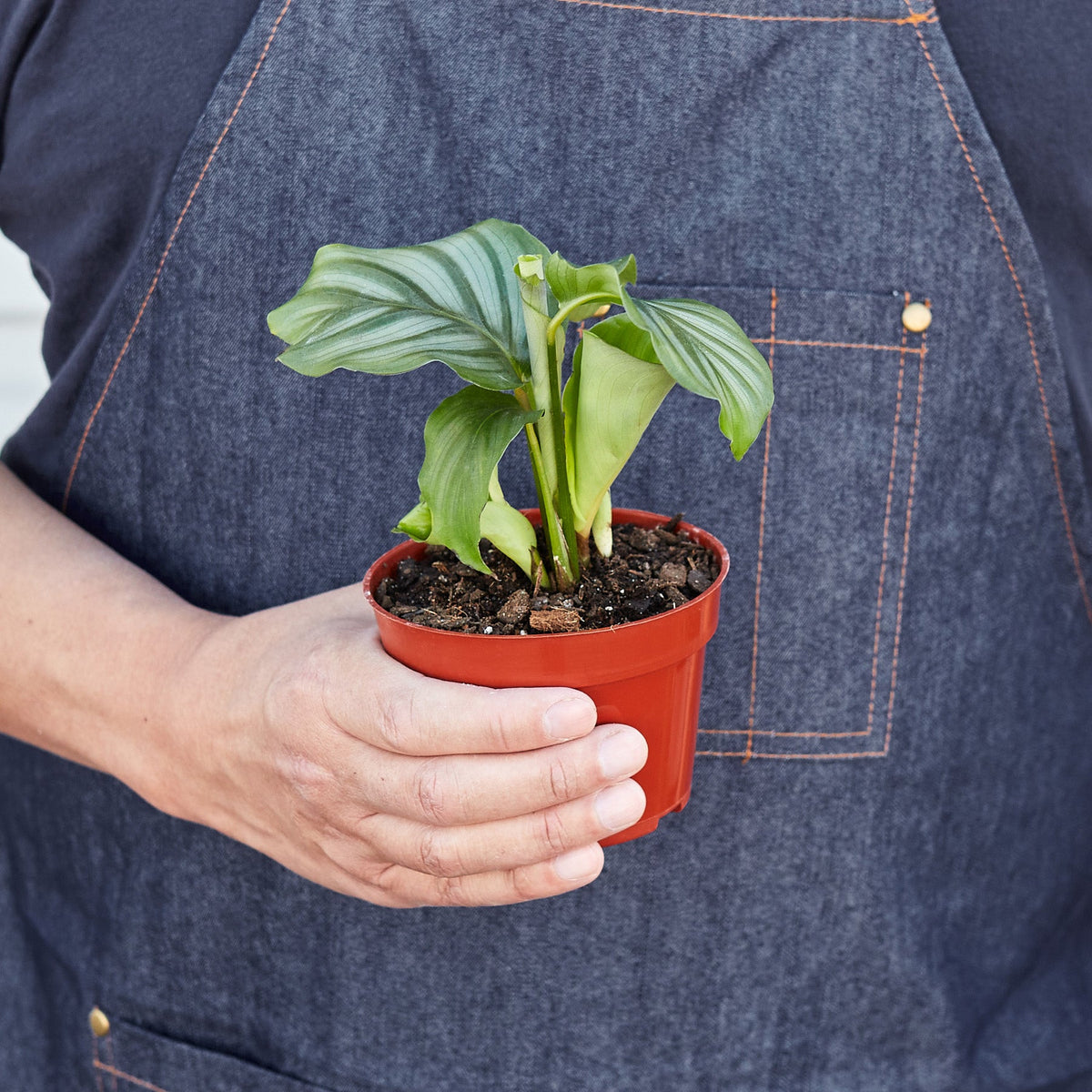 Calathea 'Orbifolia', view 2