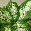 Dieffenbachia 'Tropic Snow', view 2