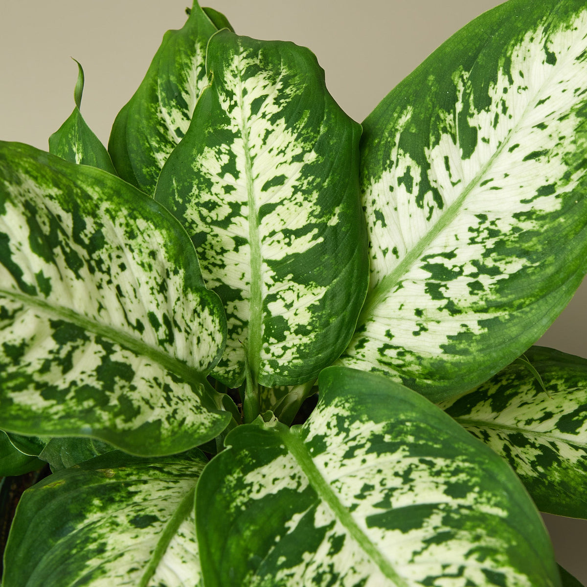 Dieffenbachia 'Tropic Snow', view 2