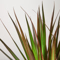 Dracaena 'Marginata Magenta', view 2
