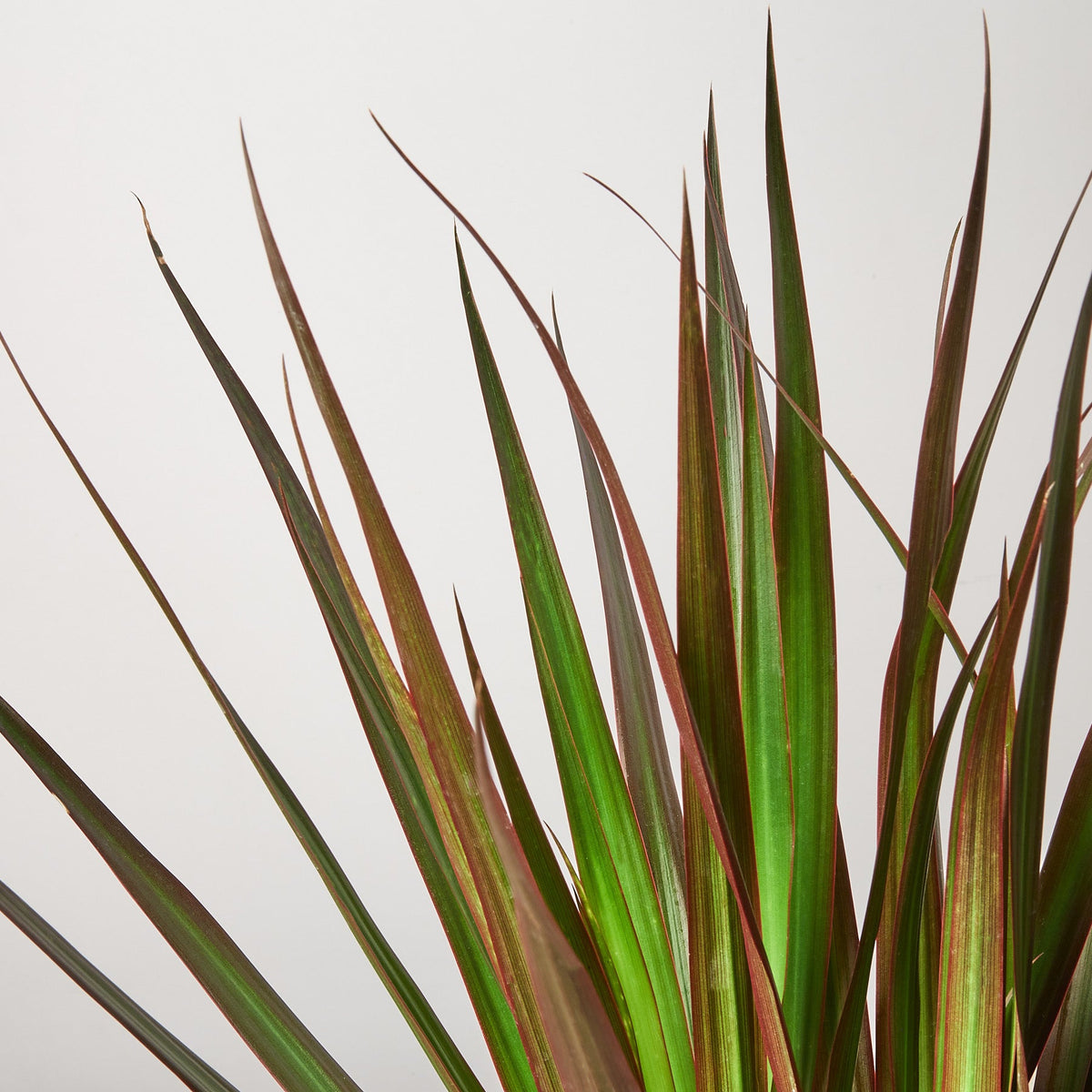 Dracaena 'Marginata Magenta', view 2