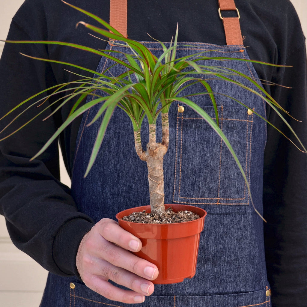 Dracaena 'Marginata Cane', view 4
