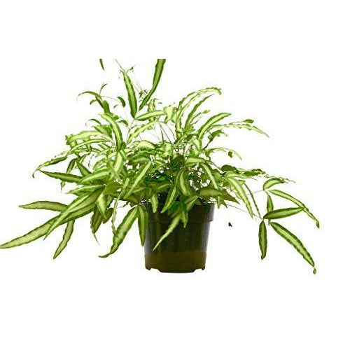 Pteris Cretica 'Albo Fern', view 2