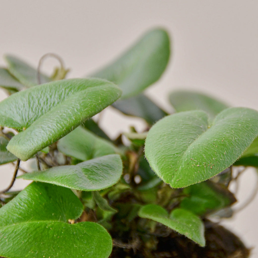 Fern 'Heart', view 2
