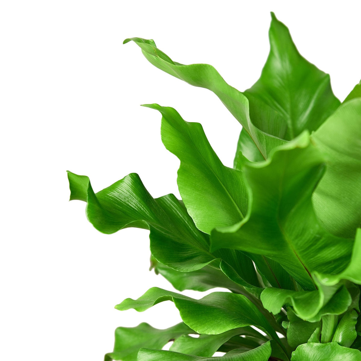 Bird's nest fern Asplenium nidus, view 2