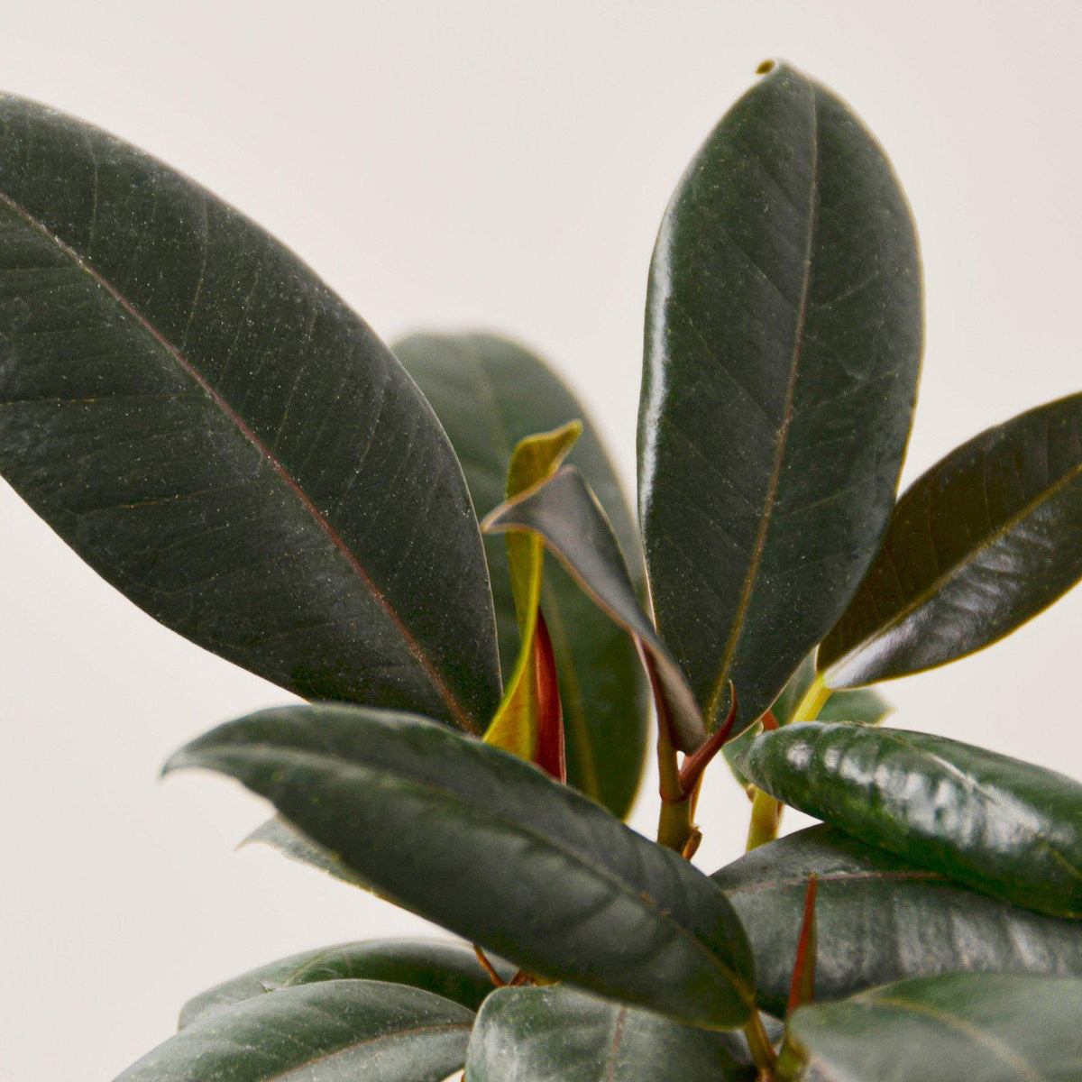 Ficus Elastica 'Burgundy', view 2
