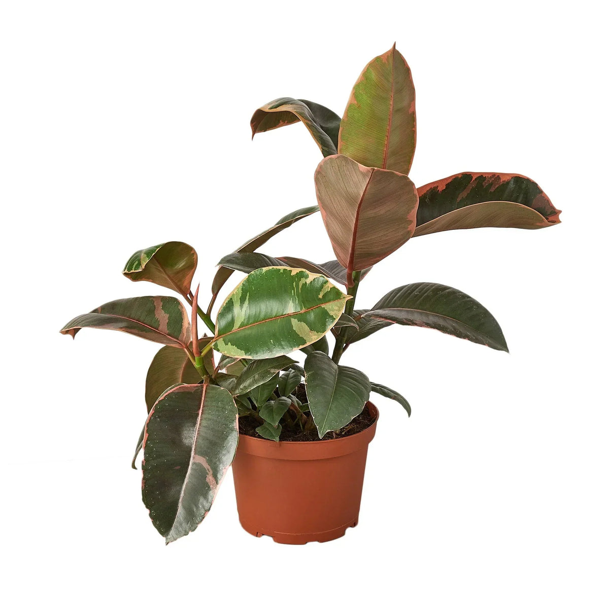 Ficus elastica Ruby Pink rubber plant