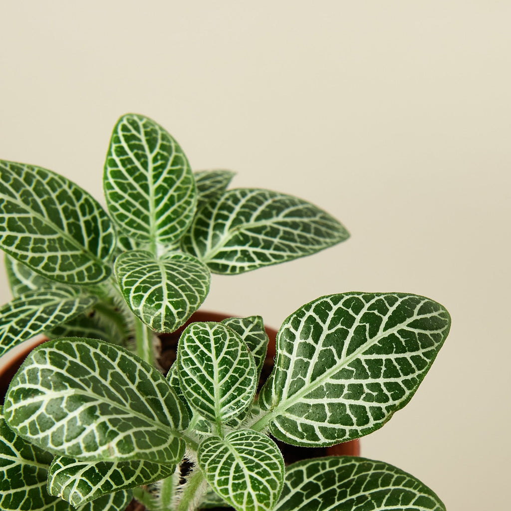 Fittonia 'White', view 2