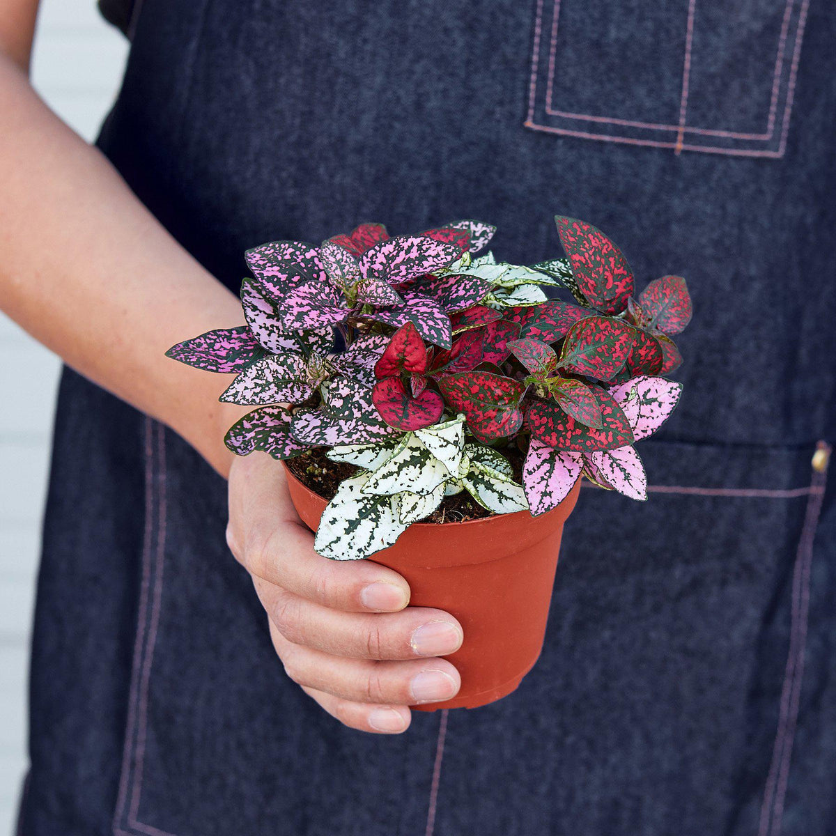 Hypoestes 'Polka Dot', view 2