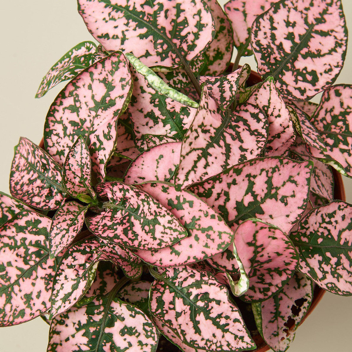 Hypoestes 'Polka Dot', view 3