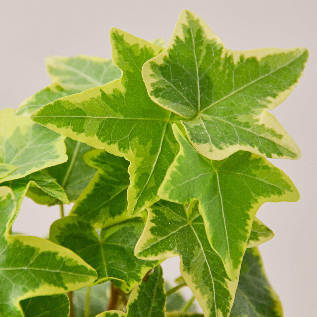 English Ivy 'Gold Child', view 2