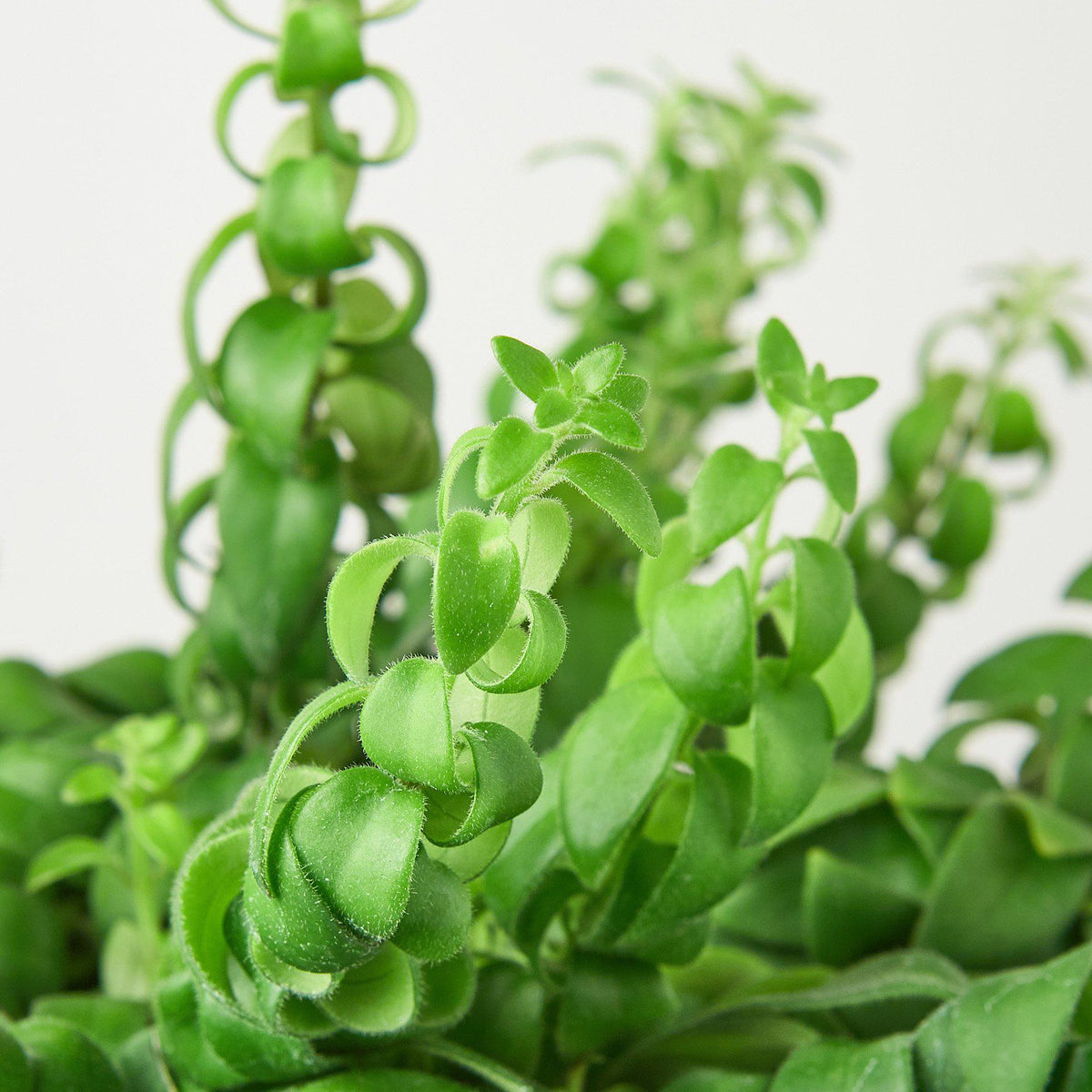 Curly Lipstick Plant, view 2