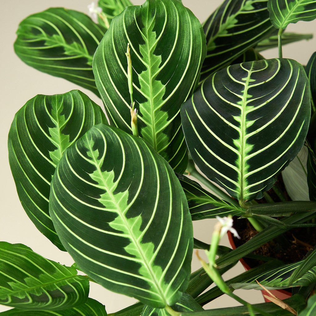 Maranta Lemon Lime prayer plant, view 2