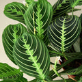 Maranta Lemon Lime prayer plant, view 2