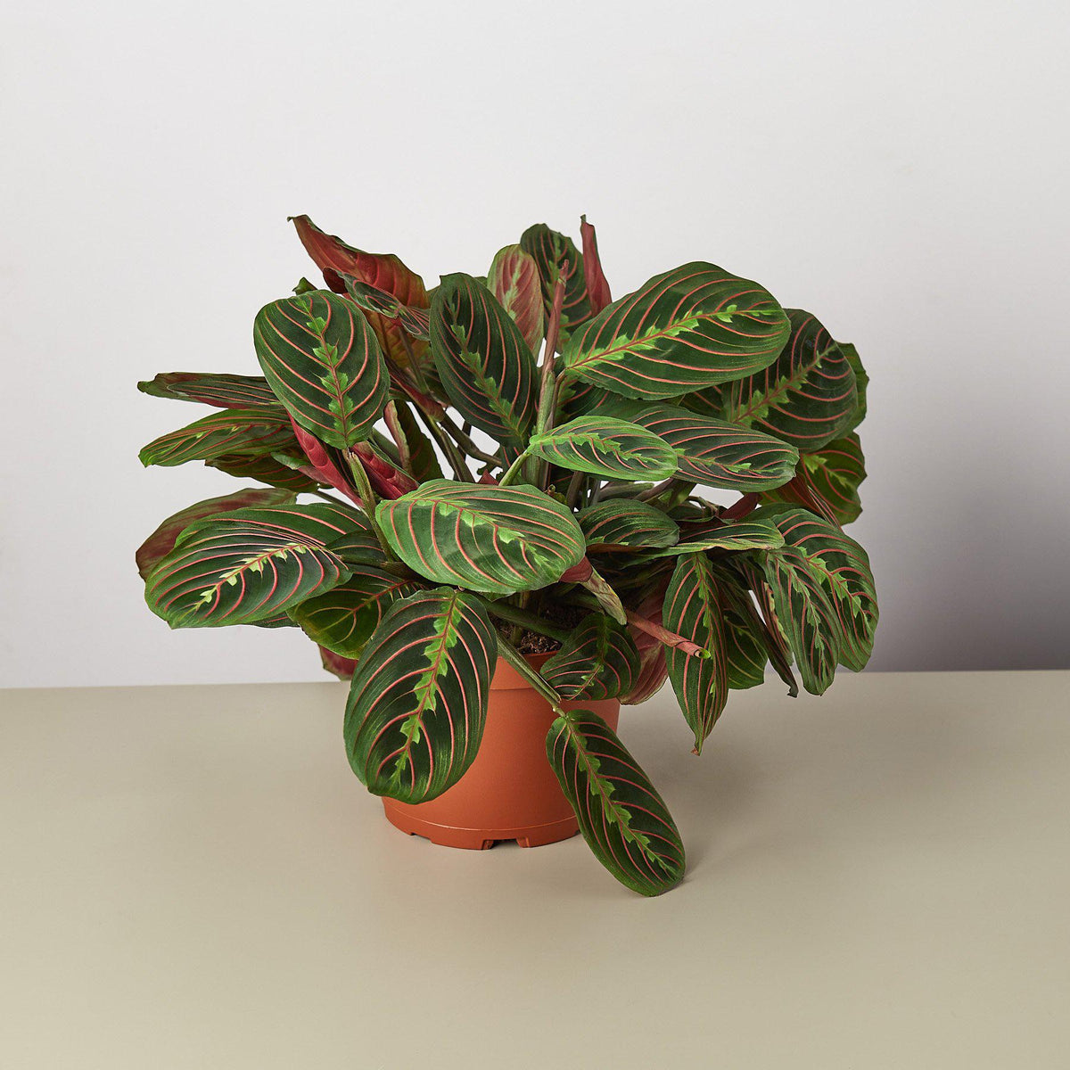 Maranta Red Prayer Plant, view 2