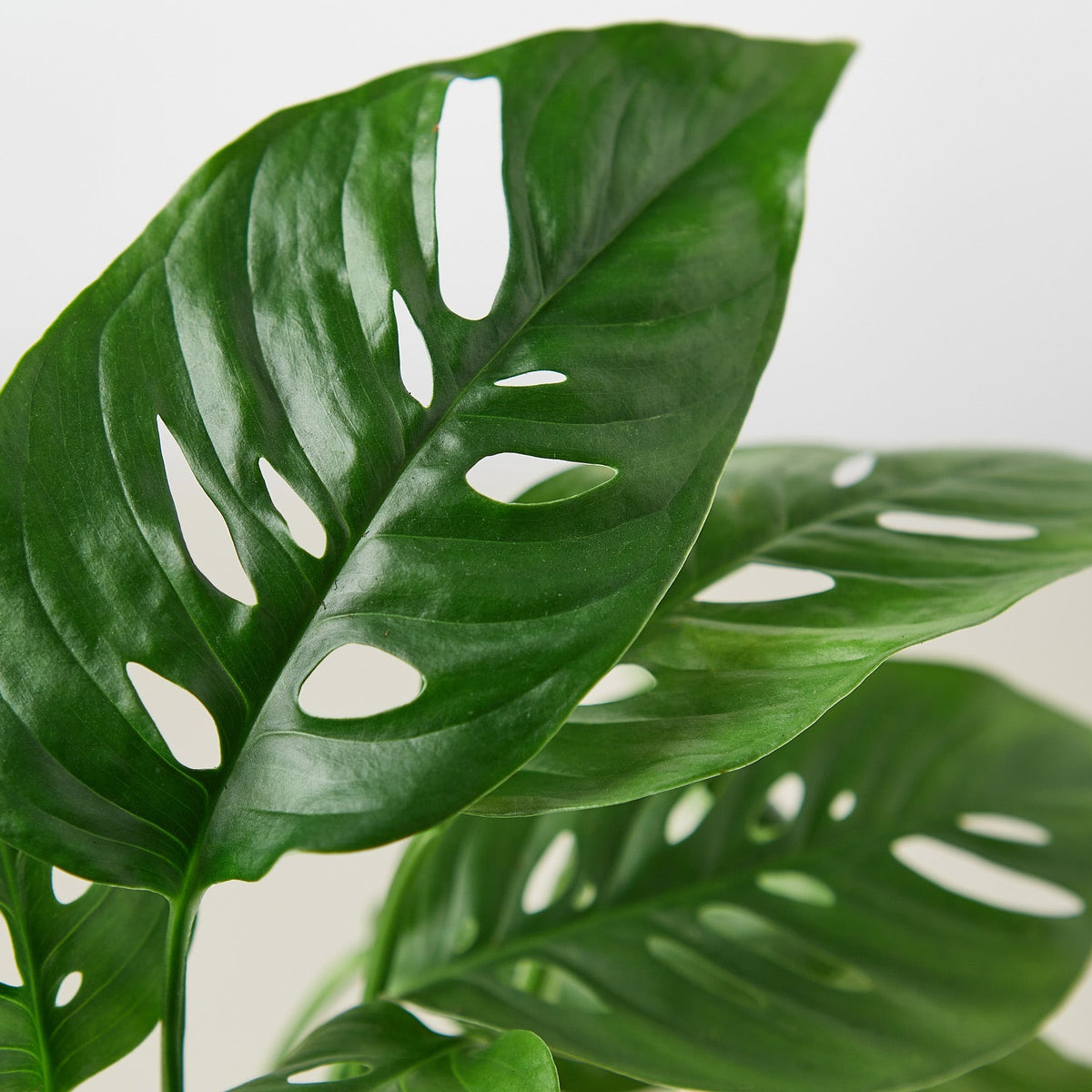 Monstera adansonii Swiss cheese vine, view 2