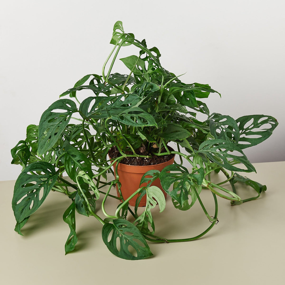 Monstera adansonii Swiss cheese vine, view 4