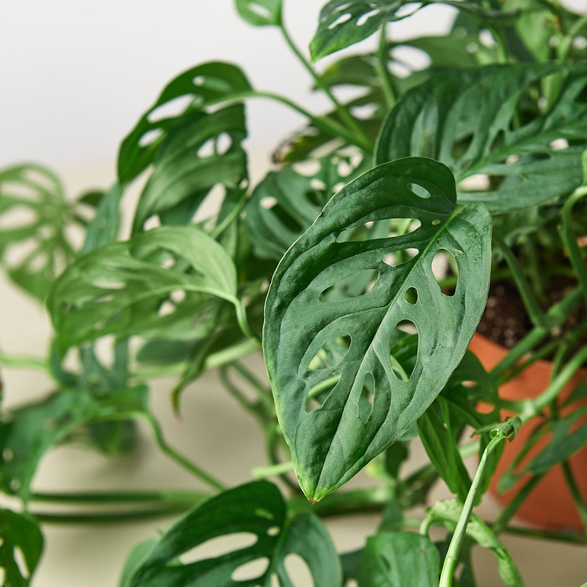 Monstera adansonii Swiss cheese vine, view 5