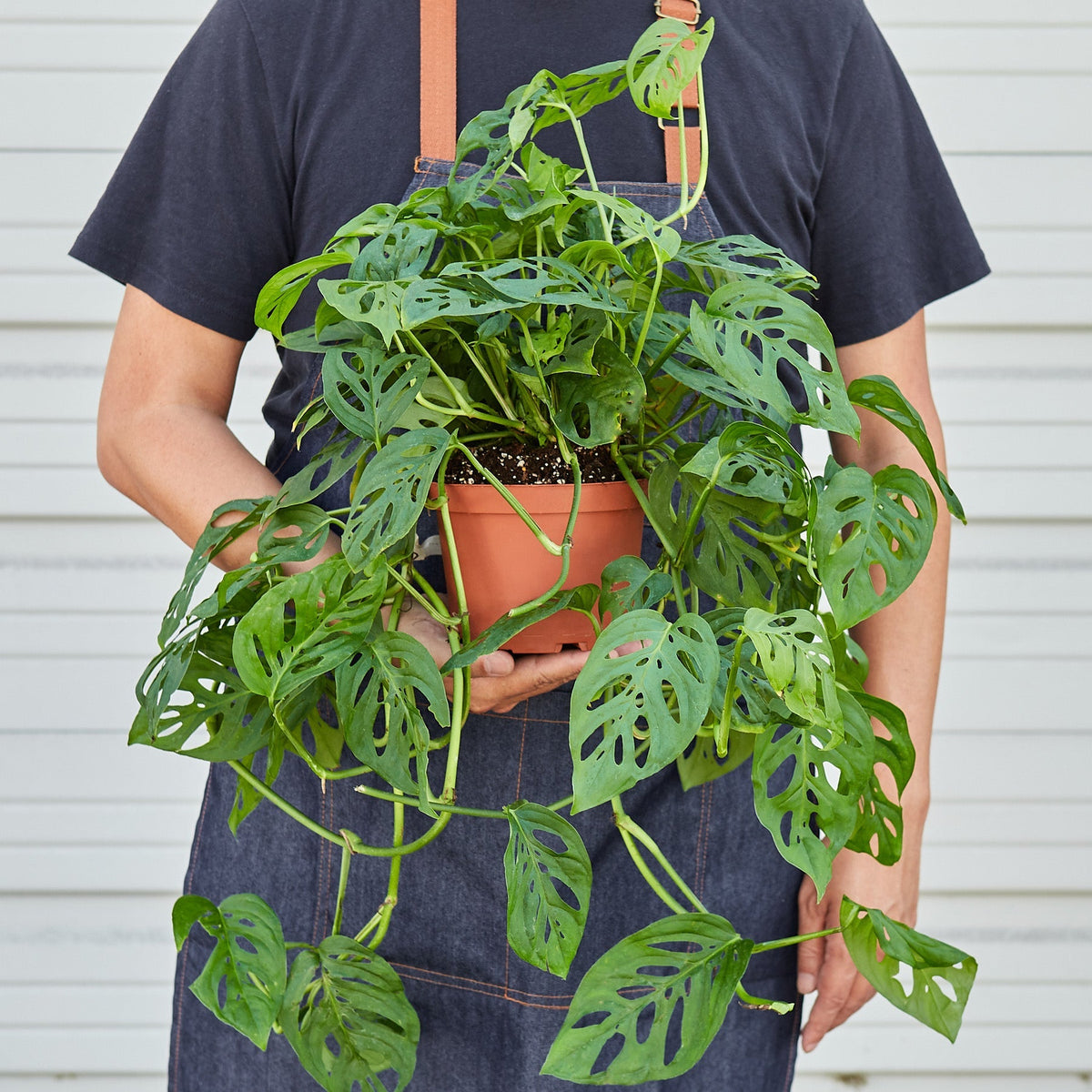Monstera adansonii Swiss cheese vine, view 6