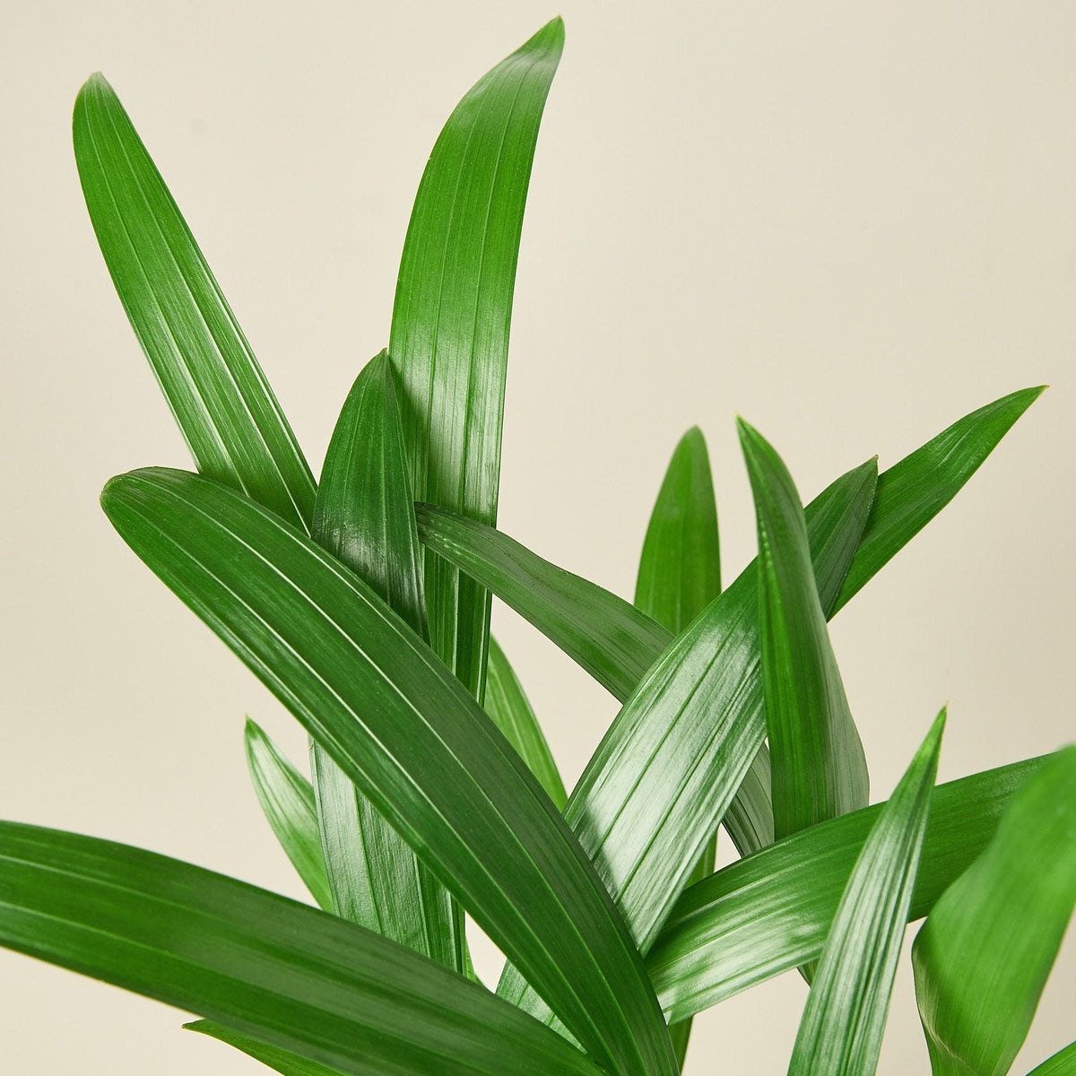 Areca Palm, view 2