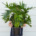 Philodendron 'Lickety Split' - 8" Pot, view 2