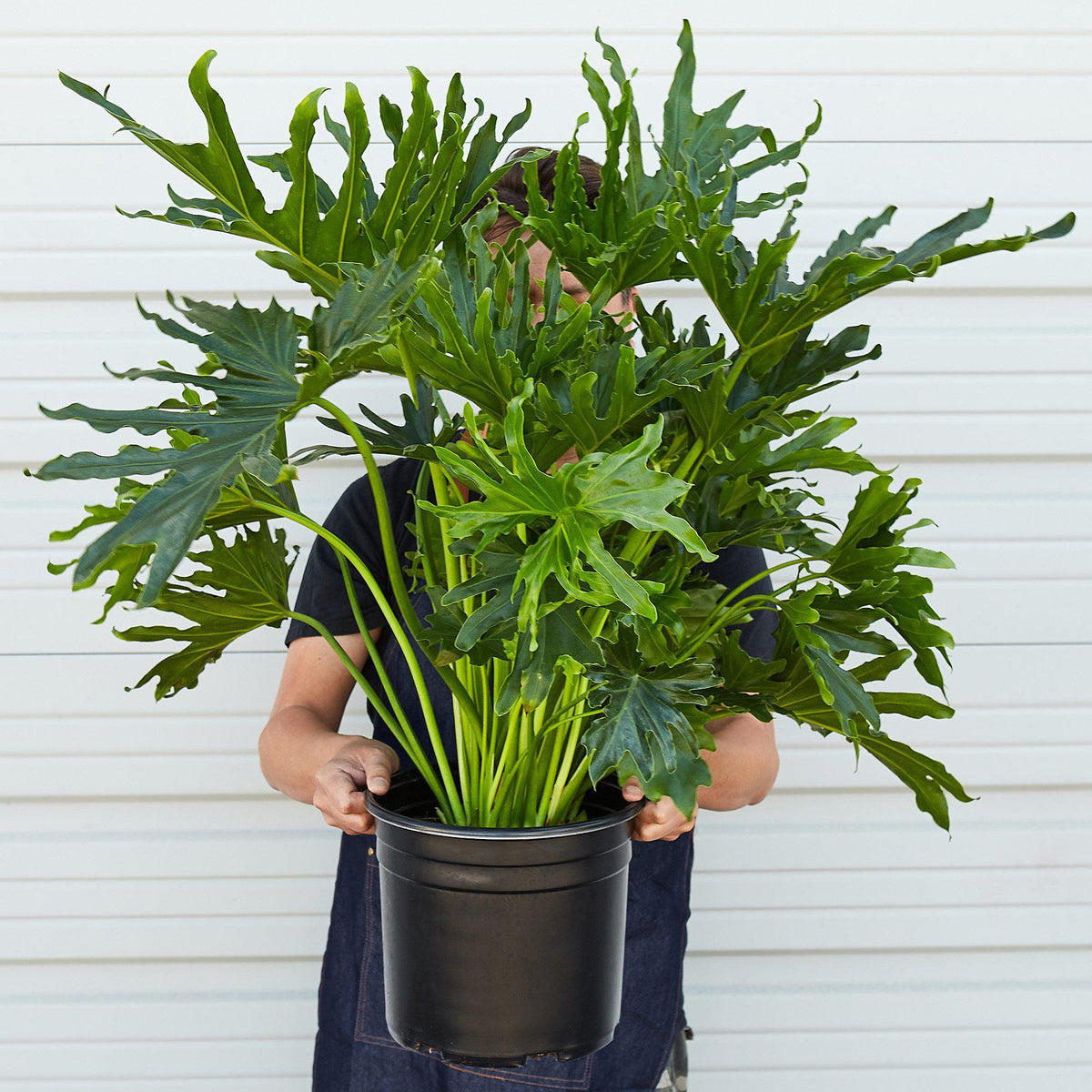 Philodendron 'Lickety Split' - 8" Pot, view 2