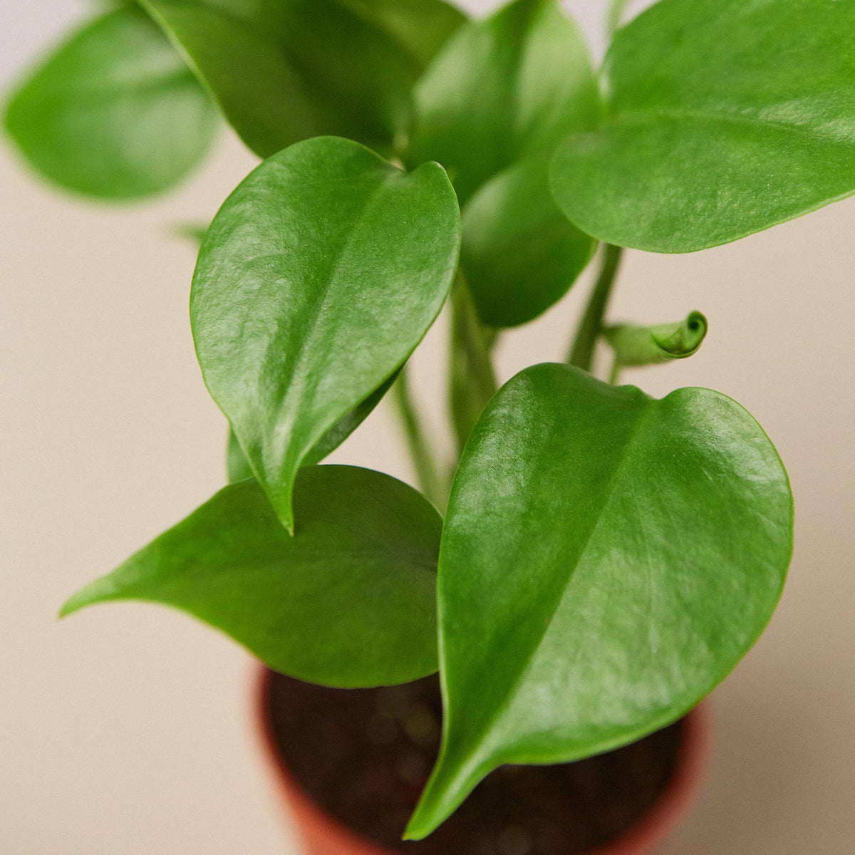 Monstera deliciosa split-leaf plant, view 2