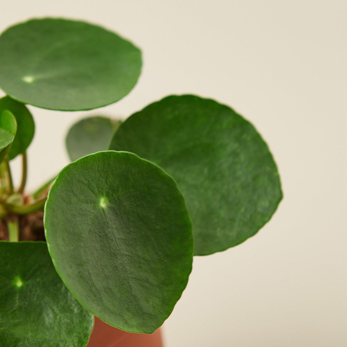 Pilea peperomioides Chinese money plant, view 2
