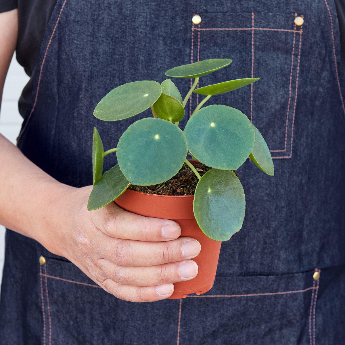 Pilea peperomioides Chinese money plant, view 3