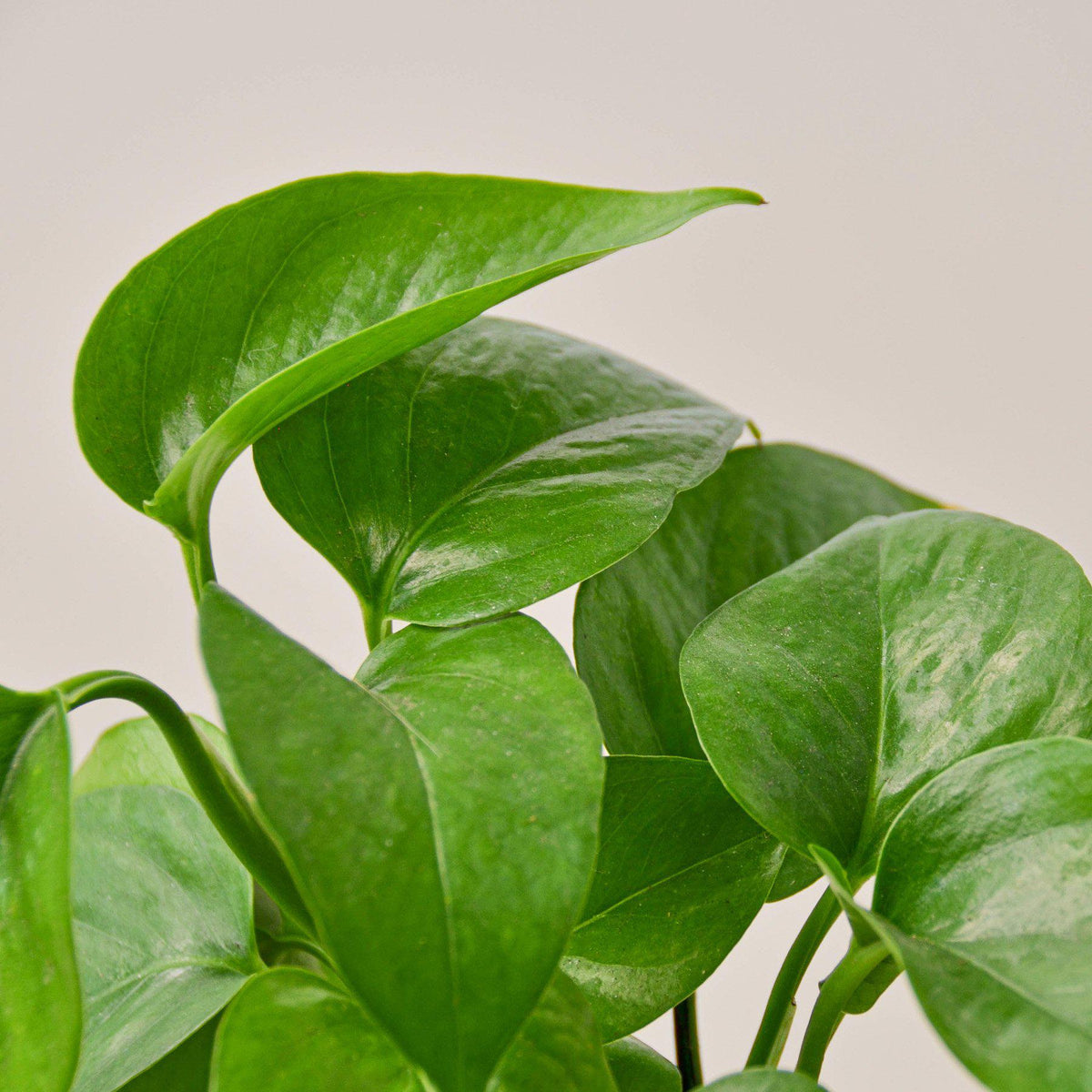 Pothos 'Green Queen', view 2