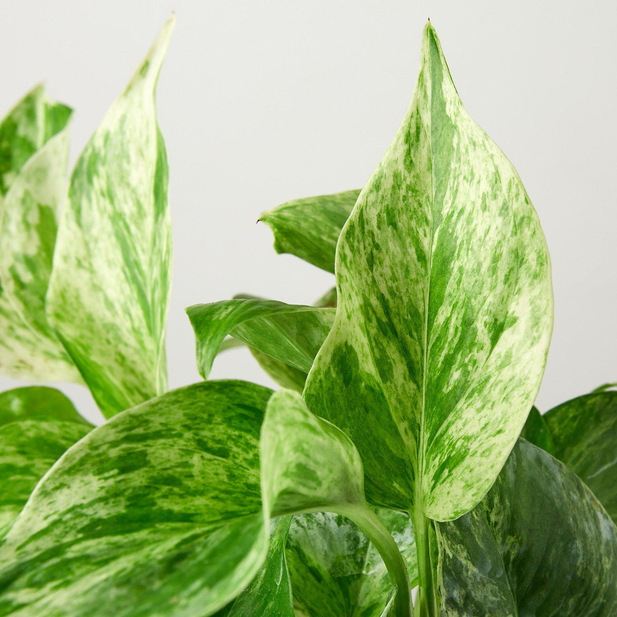 Pothos 'Marble Queen', view 2
