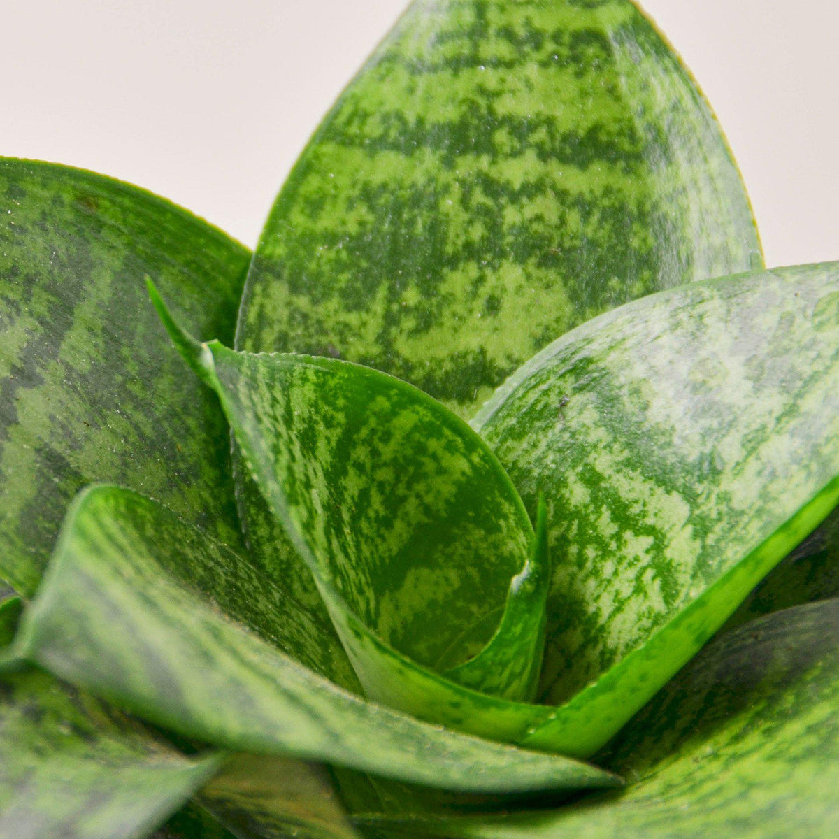 Snake Plant 'Forest Star', view 2