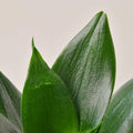 Snake Plant 'Jade', view 2