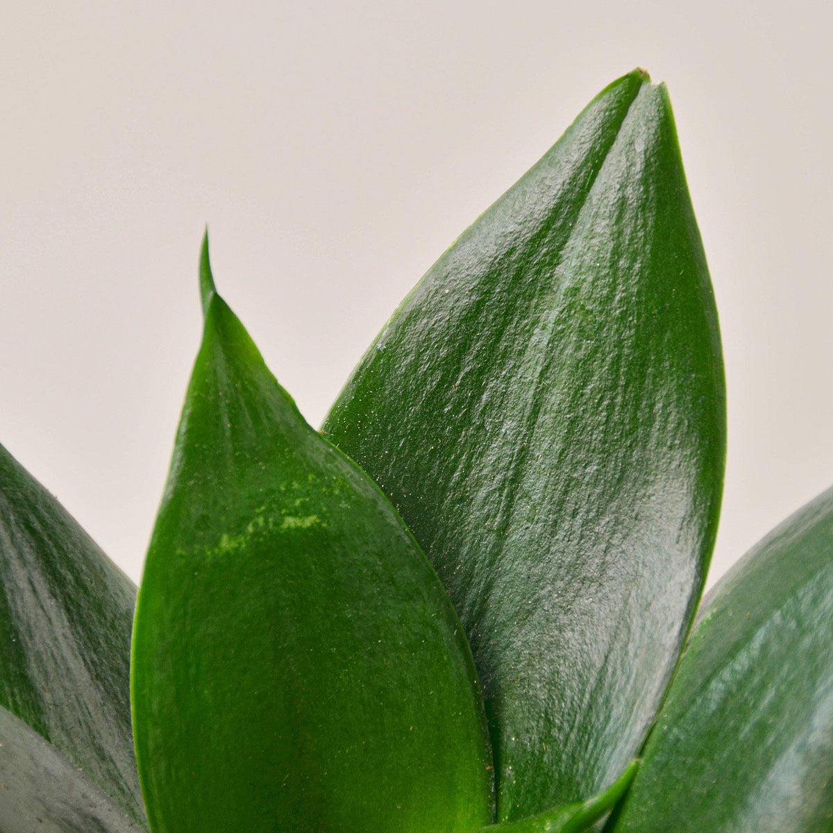 Snake Plant 'Jade', view 2