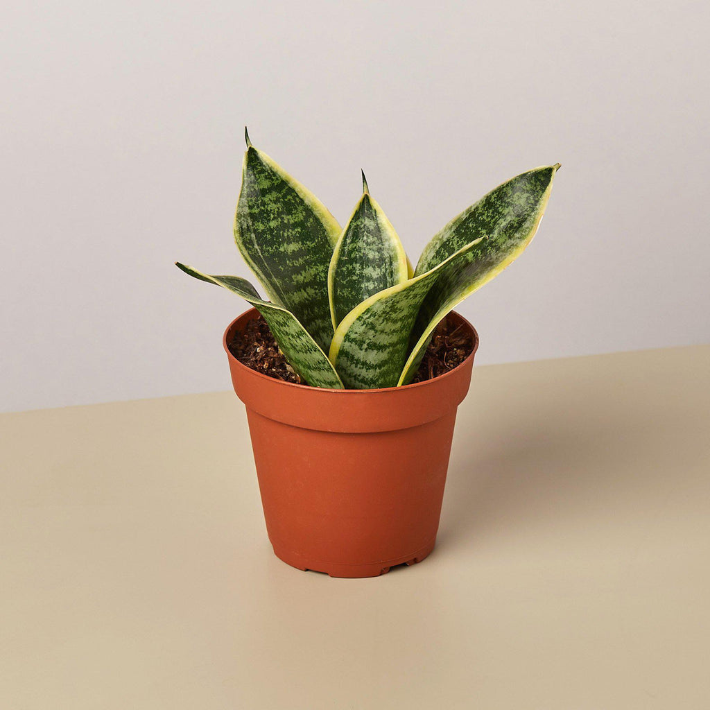 Snake Plant 'Laurentii Dwarf', view 2