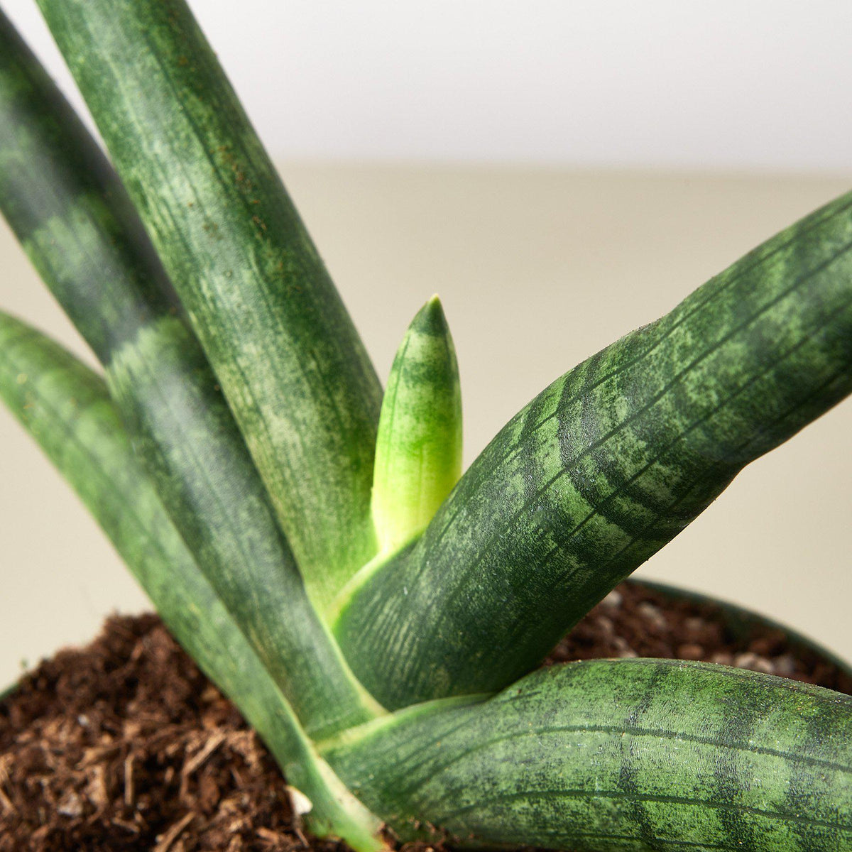 Snake Plant 'Starfish', view 2