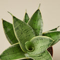 Snake Plant 'Starlight', view 2