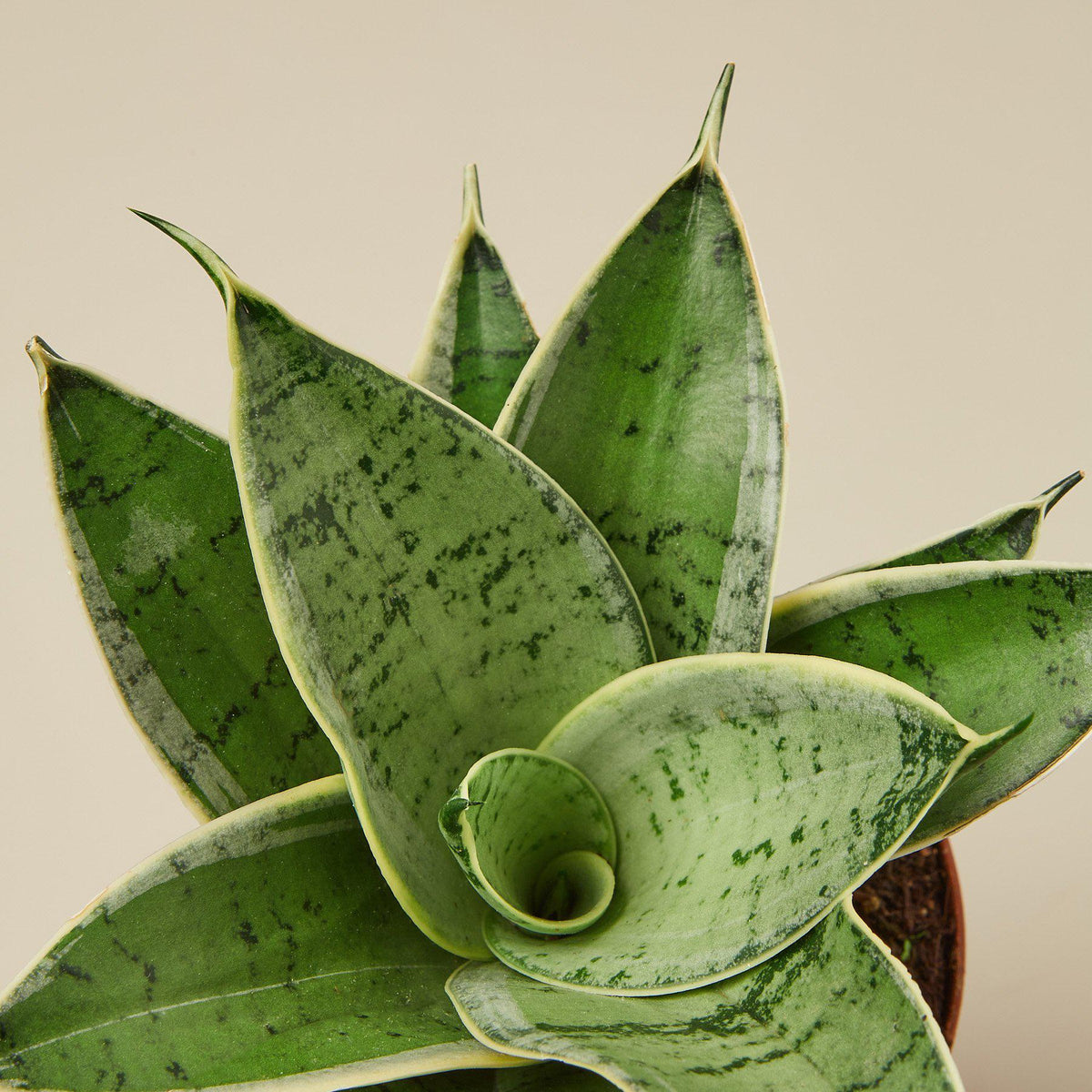 Snake Plant 'Starlight', view 2