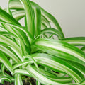 Spider Plant Bonnie, view 2